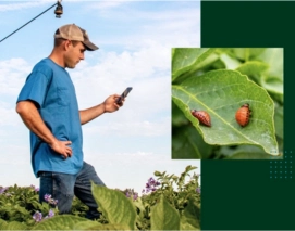 farmer using Prospera app to detect crop pests in field